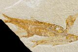 Cluster Of Four Fossil Fish (Knightia) - Green River Formation #162664-2